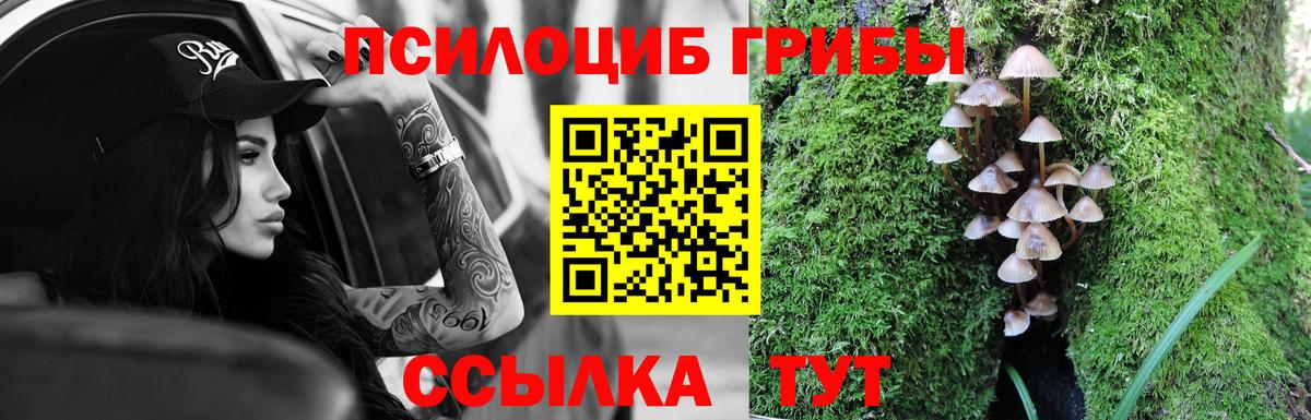 закладка  Вход с VPN  Вязники  Галлюциногенные грибы Cubensis 